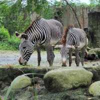 we're going to the zoo,zoo,zoo! how abt you?