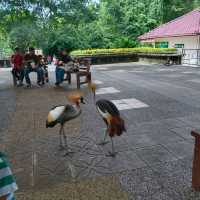 Zoo Taiping, a house of amazing animals.