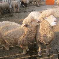 baa baa white in taiwan