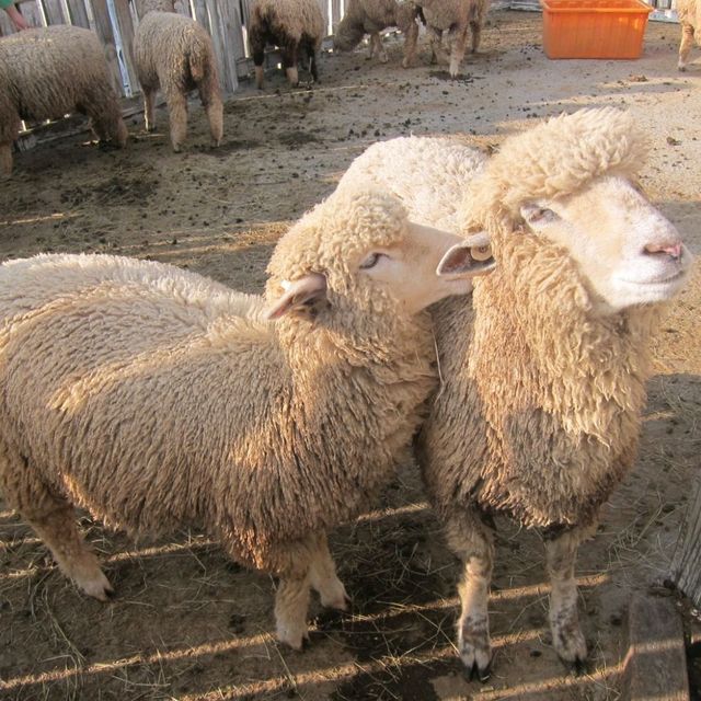 baa baa white in taiwan