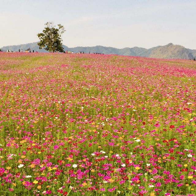 🌺🌸VIVID COSMOS 🌸🌺