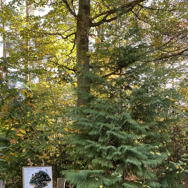 Autumn Hues in Taunus 🥰