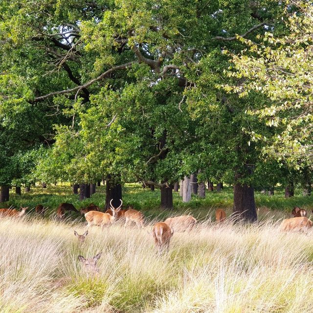 See deers in London - Richmond Park 