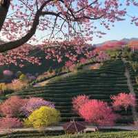 Yongfu Cherry Blossom Garden, Longyan