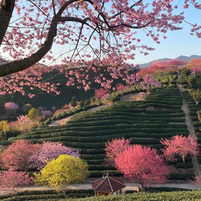 Yongfu Cherry Blossom Garden, Longyan