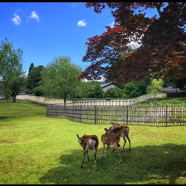 Nara Park ❤️ 