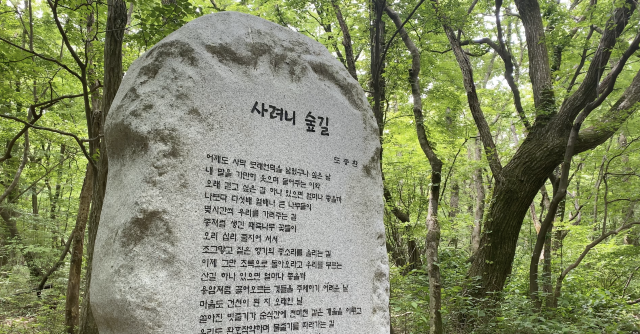 제주도의 피톤치드! 샤려니 숲길!