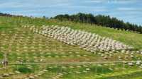 Enjoy the flowers at Canberra Arboretum.