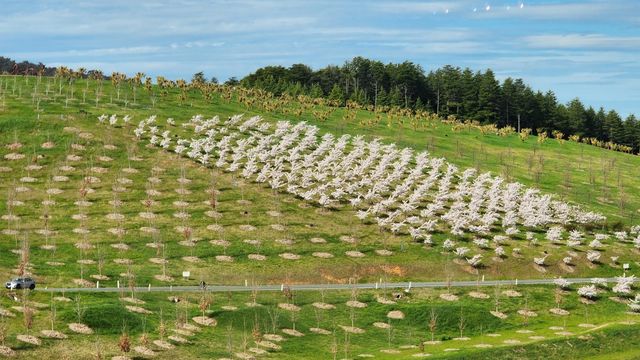 Enjoy the flowers at Canberra Arboretum.