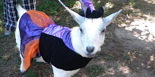 Halloween Goat Yoga | Double Durango Farm