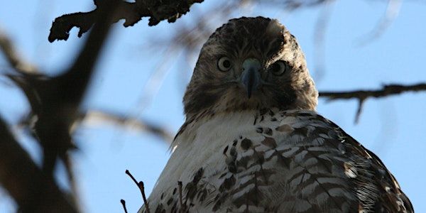 Elmwood Cemetery Bird and History Walk | Elmwood Cemetery