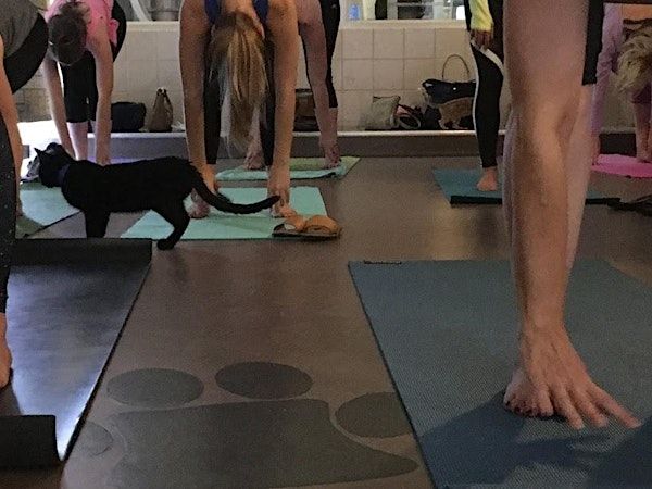 Yoga + Kittens at APA | Animal Protective Association/APA Adoption Center