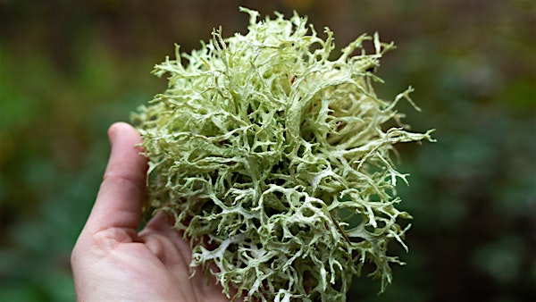 Paths of Enlichenment | The North Carolina Arboretum
