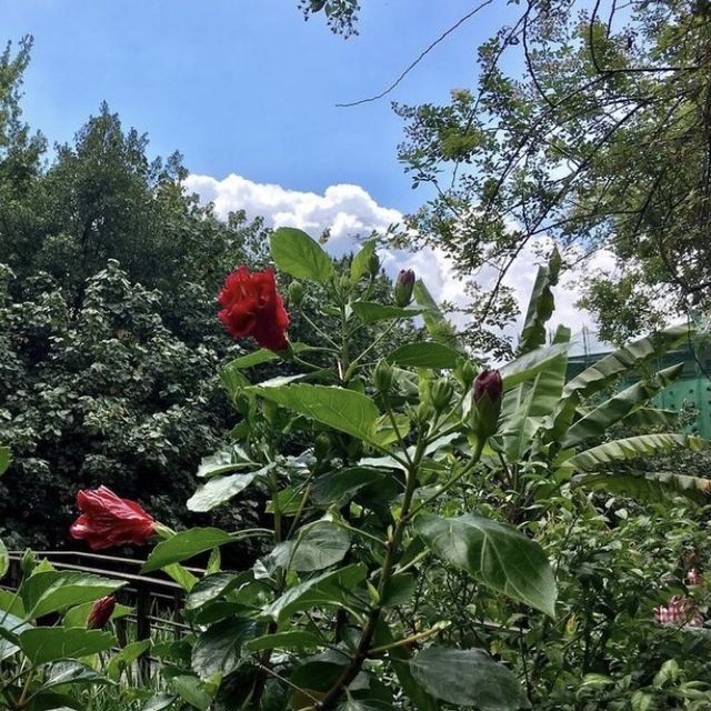 台北植物園🪵🪵賞花溫室自然公園