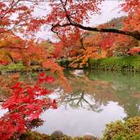 京都[紅葉めぐり]  永観堂[禅林寺]  (感動の庭園編)