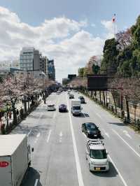 さくら満開と卒業式の時