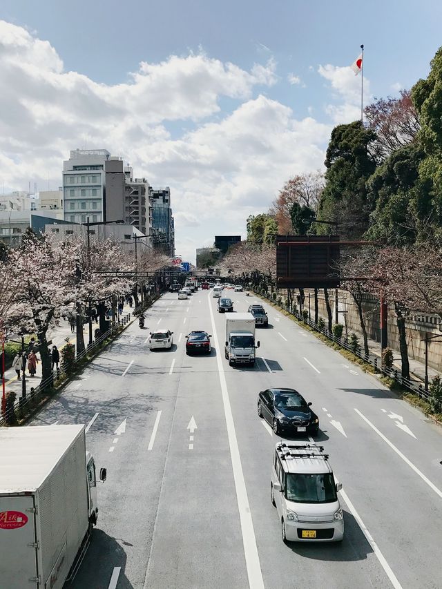 さくら満開と卒業式の時