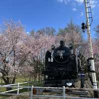 満開の桜！