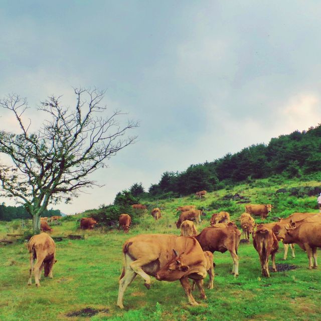 ⛰️ 시원한 여름오름! 오르는건 금방~ 전망은 최고, 아부오름