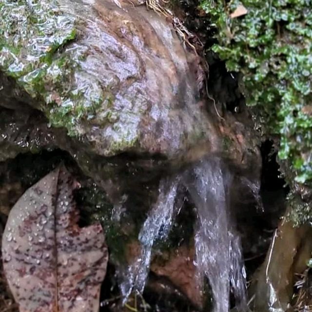 The Long Forgotten Bukit Batok Hillside