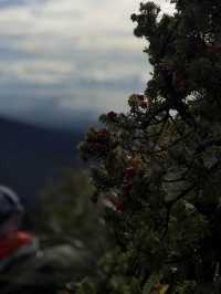 Philippine Grandfather Mountain Apo