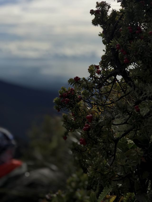 Philippine Grandfather Mountain Apo