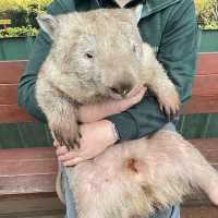Aussie Wildlife 
