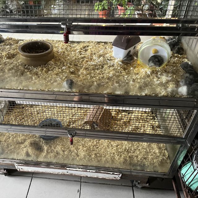 Kip mall in jb tampoi with Jalan Jalan Japan