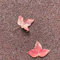 將軍澳輕鬆發現紅葉