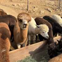 草泥馬樂園Alpaca World!!