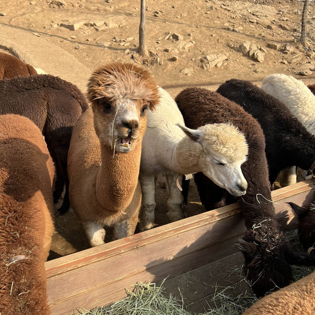 草泥馬樂園Alpaca World!!