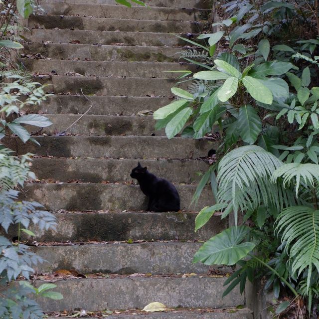 深圳至抵玩植物園