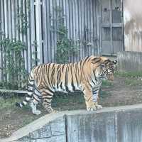 天王寺動物園｜都会の真ん中に動物園があります🐯