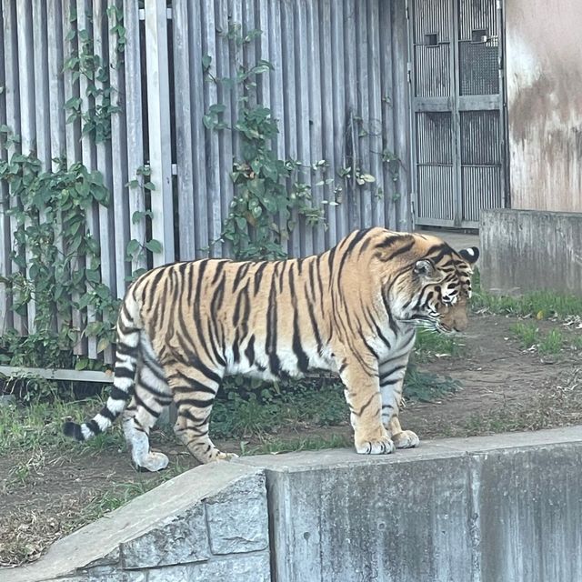 天王寺動物園｜都会の真ん中に動物園があります🐯