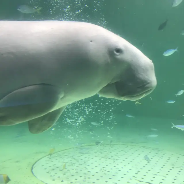 【週末の旅】鳥羽水族館