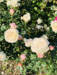 🌻🌼夢幻花園🌺🌸台北玫瑰園🌹🌷Taipei Rose Garden