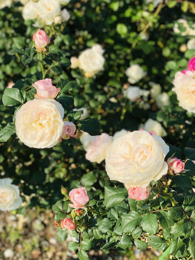 🌻🌼夢幻花園🌺🌸台北玫瑰園🌹🌷Taipei Rose Garden