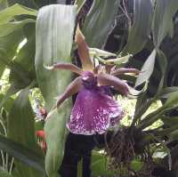 Communing w/ nature @ Nat’l Orchid Garden