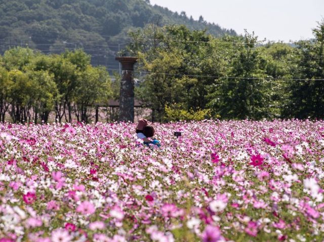 주민분들만 아는 파주 코스모스 여행지