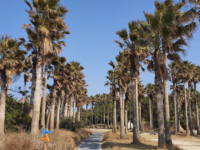 협재해수욕장 야자수 산책길🌴