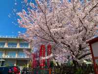 京都　京都散策旅　六孫王神社の桜に感動❗️