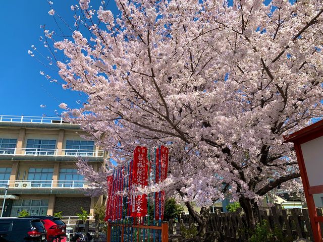 京都　京都散策旅　六孫王神社の桜に感動❗️