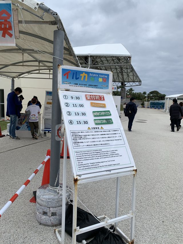 海豚餵食體驗學習 | 沖繩旅行
