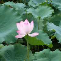 洪湖公園賞荷花🌺