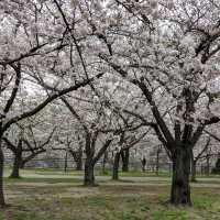 Very Beautiful Cheery Blossoms Park