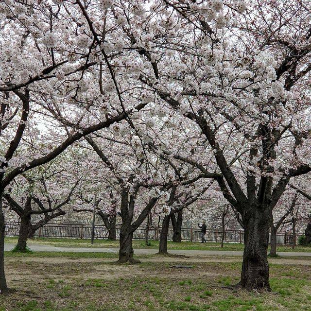 Very Beautiful Cheery Blossoms Park