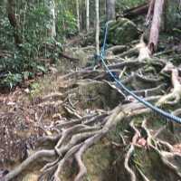 rainforest hiking in Borneo 