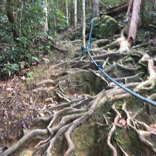 rainforest hiking in Borneo 