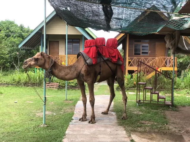 AUDI DREAM FARM (Balik Pulau)