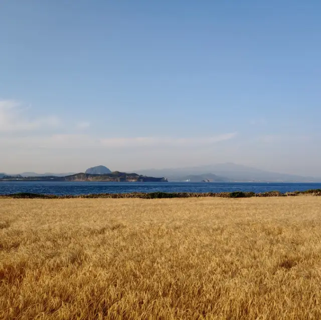 🌾 황금보리도 아름다운 섬, 가파도